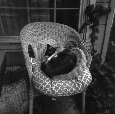 Ilyich, a snowshoe siamese, curled up on a wicker chair on our porch