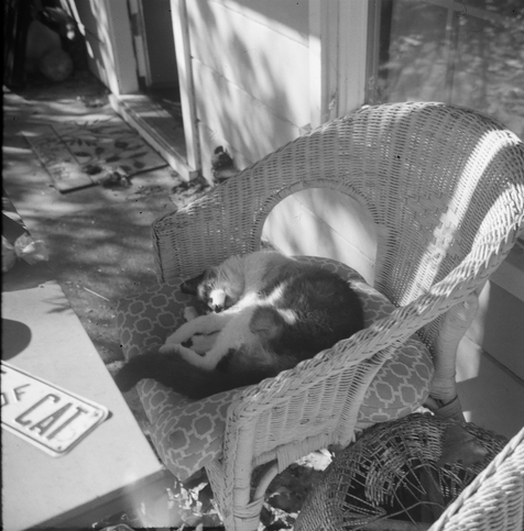 Ilyich in the same place.  he sits here a lot!  you can see a little bit of the "beware of cat" sign that I need to put back on the garden gate