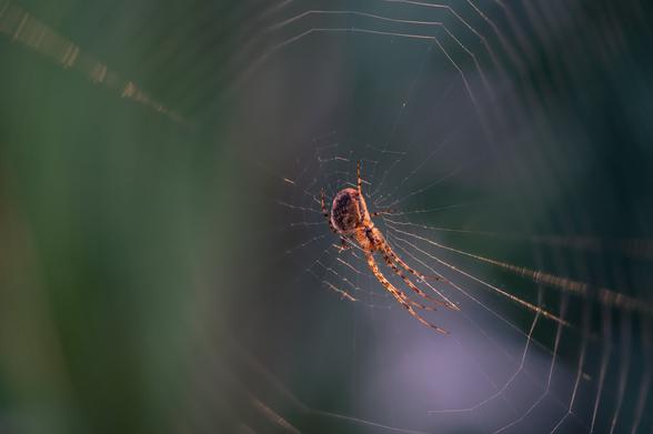 Small spider in its web