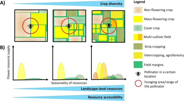 Schematic figure of increasing spatial and temporal resource availability and accessibility at the landscape-scale with increasing crop diversification practices.