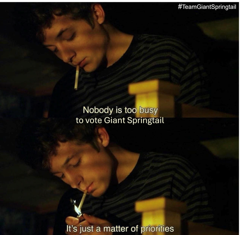 A meme showing a male character from the US tv show Shameless lighting a cigarette, with text saying "nobody is too busy to vote Giant Springtail, it's just a matter of priorities".