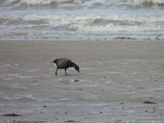 A Brent goose walking along wet sand on a beach, with waves crashing in the background. The goose is bent over looking at the ground as it is feeding. It has a black head and neck with a small white collar, and dark grey body.
