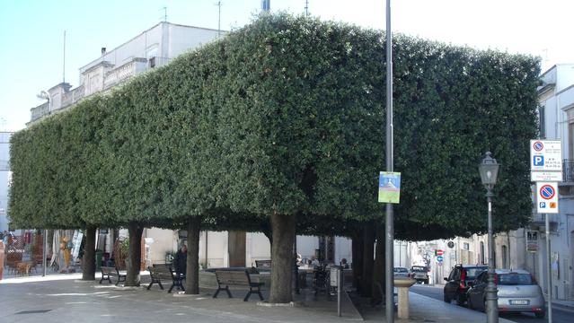 Rows of trees, on a public pavement, pruned & clipped into a rectangular block.