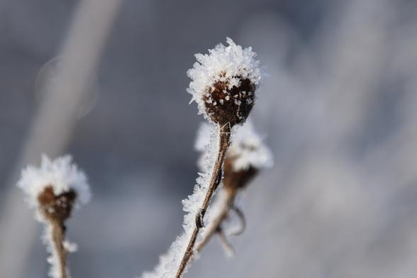 A winter photo of a dried thistle flower covered in crystallized ice.