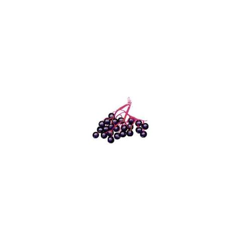 Elderberries (2012). Black fruits of the elder tree with red stems on white background. Digital illustration made by Stefan Romero Grieser in the online drawing tool on the now defunct Hatena Haiku.