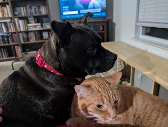 Pepper (Black Lab / Staffy mix) and Obi (orange cat) sitting on my lap.