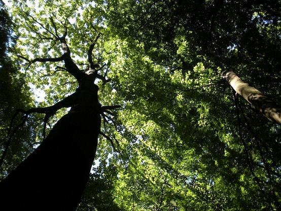 A very large tree is silhouetted on the left reaching up into a brilliant green forest canopy dappled with sunlight. Shadowed canopy on the right adds some contrast.