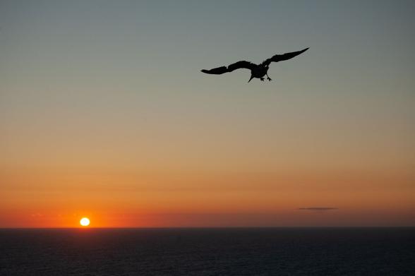 A seagull flying towards the sunset in Cape St. Vincent in the Iberian Peninsula