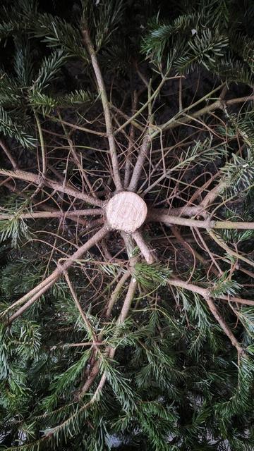 durchsägter Weihnachtsbaum