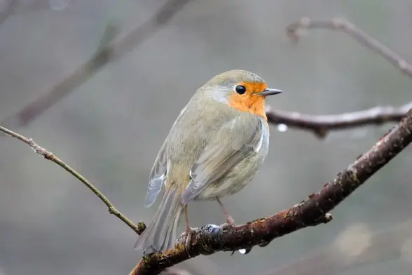 Red Robin eying the photographer