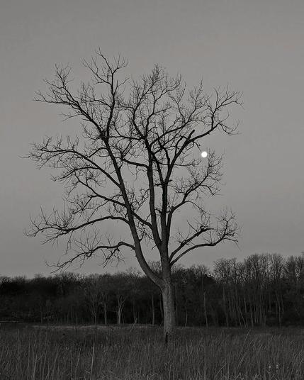 Black and white photo of a solitary tree standing amongst reeds and cattail plants in a fen. The moon is visible in the upper-right portion of the tree. In the background, trees are visible on a moraine.