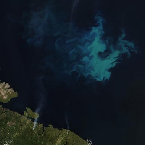 This satellite images shows a late summer phytoplankton bloom in the Barents Sea.