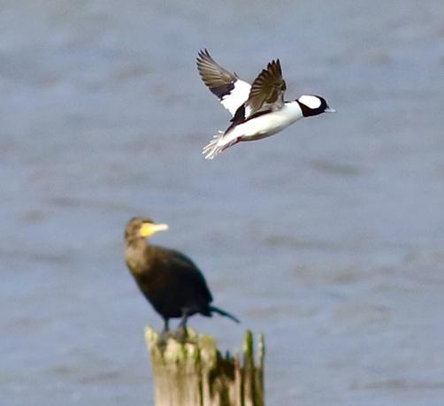 A large black bird is sitting on a stump in a lake. It’s turning its head to watch a small black and white duck flapping by.