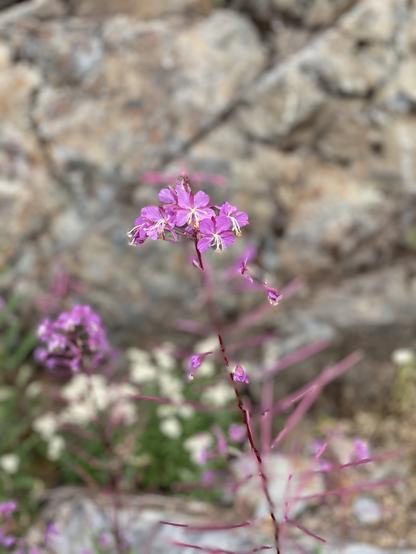 Small pink flowers with a thin pink stem in front of rocks