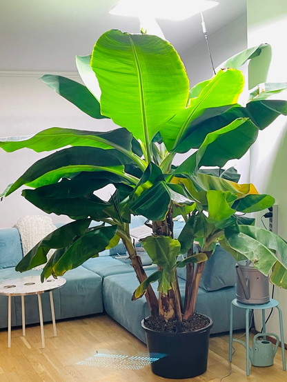 a large dwarf cavendish plant indoors