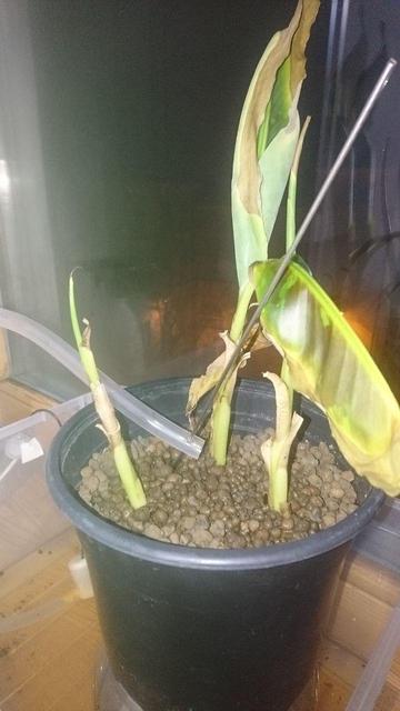 half-dead small banana plant