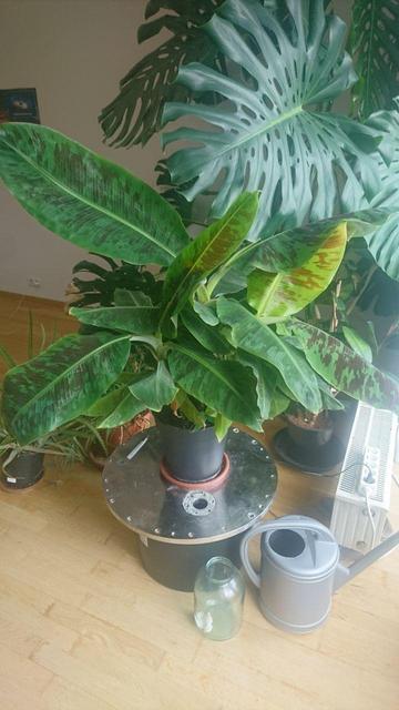 a bit bigger and much healthier banana plant