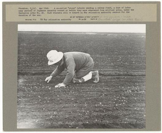 The image depicts a historical photograph taken in Stockton, California, during April 1942. It shows an individual working as a "stoop" laborer weeding a celery field—a type of manual agricultural work that many Japanese Americans were employed in prior to their evacuation from military areas due to Exclusion Order No. 20 under wartime internment policies. The photograph captures the person wearing a white hat, crouched down and tending to plants on the ground with determination or diligence.

The image contains additional context provided by text at the top which explains its historical significance in relation to Japanese American history during World War II. It also includes an original file note indicating it is part of US War relocation authority records from A-56, a photo taken by Dorothea Lange for the Farm Security Administration (FSA). The image serves as documentation and reflection on the forced displacement and internment experienced by Japanese Americans during this period in U.S. history.