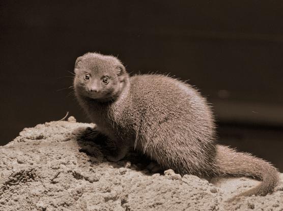 This image shows a mongoose perched on a rocky surface. The mongoose is looking towards the camera.