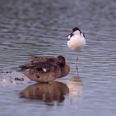 Pied Avocet reflected in calm water standing behind a couple of (out of focus) Teal