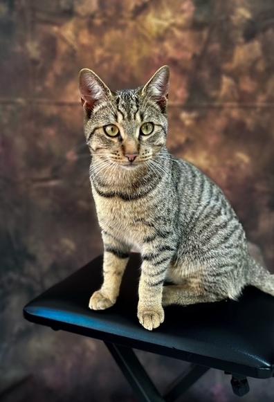 Meeko jeune chat de 9 mois tigré gris très chou perdu à Rennes depuis le 13 janvier au matin et recherché activement par son humaine