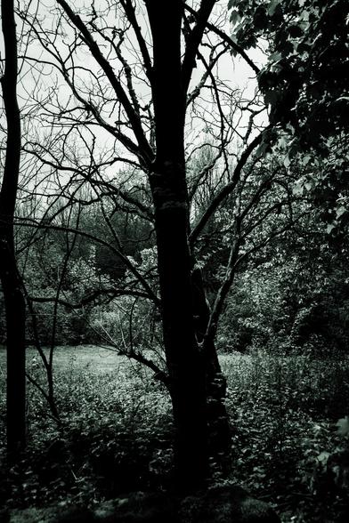 Black and white silhouette of a tree in woodland.