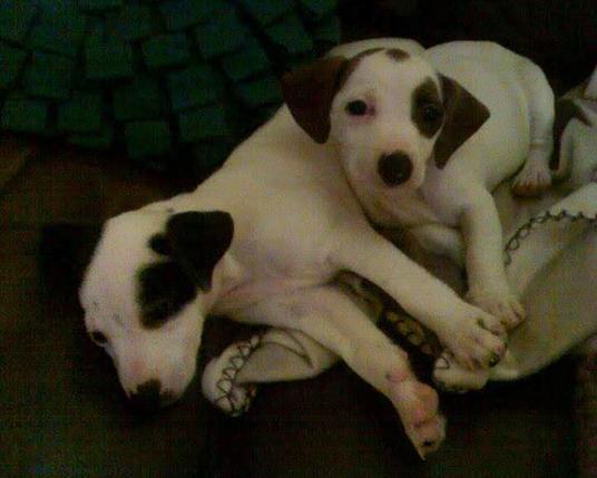 A fifteen year old dark and terrible quality photo of two tiny Jack Russell puppies lying together on a blanket. They're both mostly white, one with black patches on her ears and eye and the other with brown patches in mostly the same places. The one with brown patches has her head raised up and is looking at the camera, while her sister just sprawls obliviously.