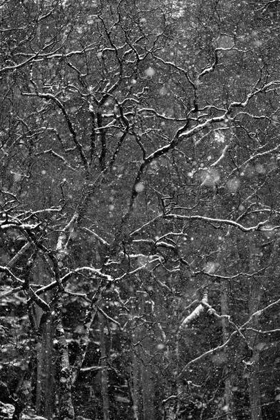 A black and white photo of trees in falling snow. The branches have an upper coating of snow, bringing out their detail. Torridon, Wester Ross, Scottish Highlands.

Photo by and copyright of Paul Henni.