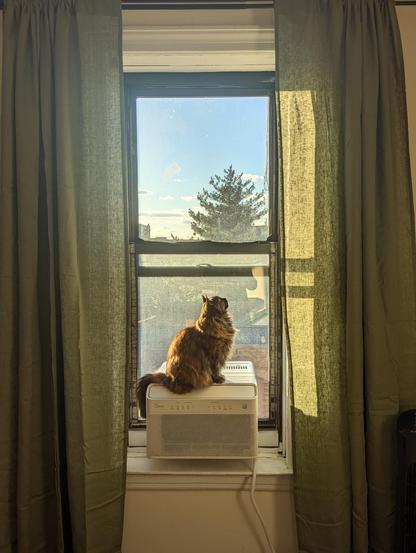A long haired tortoiseshell cat, sitting in the window, on top of an air conditioner. The cat is backlit by late afternoon sun, and is looking up and away from the camera. The windows are dusty and need cleaning.