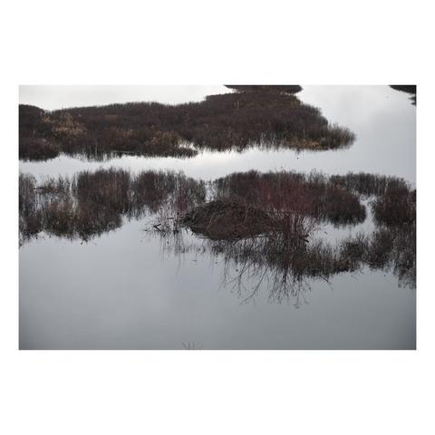 glassy water contrasts clumps of dark weeds forming shapes around a beaver den