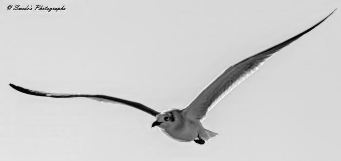 "The black and white image captures a laughing gull in mid-flight. The bird is shown with its wings fully extended, creating a striking visual of its aerodynamic form. The background is a plain, light gray, which contrasts sharply with the darker tones of the gull, emphasizing its features and the texture of its feathers. The photograph is signed "© Swede's Photographs" in the top left corner, indicating the photographer's credit." - Copilot