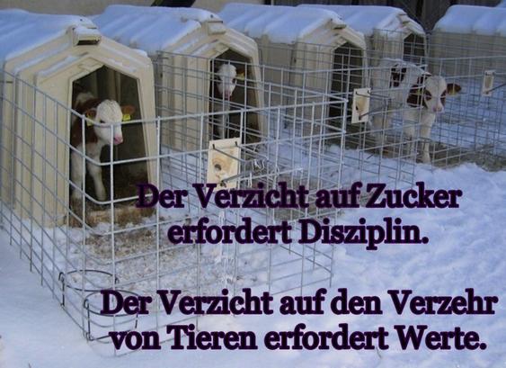 Kälberiglus im Schnee.

Fällt die Temperatur unter 13 ° hat das Kalb Kältestress und einen höheren Energieverbrauch.
Ein weiteres Risiko, für die durch Absetzen und Futterumstellung eh gestressten. BABYS

Schrift:Der Verzicht auf Zucker erfordert Disziplin.


Der Verzicht auf den Verzehr von Tieren erfordert Werte.