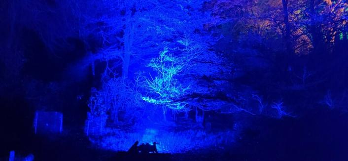 Jeux de lumières dans le parc de Trévarez, Noël 2024. Le sous-bois baigne dans une lumière principalement bleue violacée, avec une touche rosâtre en haut à droite. Au centre se dessine la silhouette d'un jeune arbre couleur cyan.