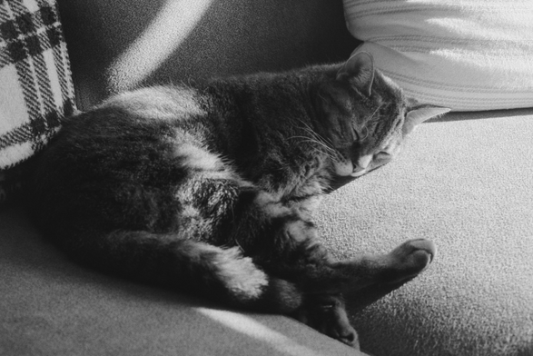 A sleepy bebe named Gigi who is a cat