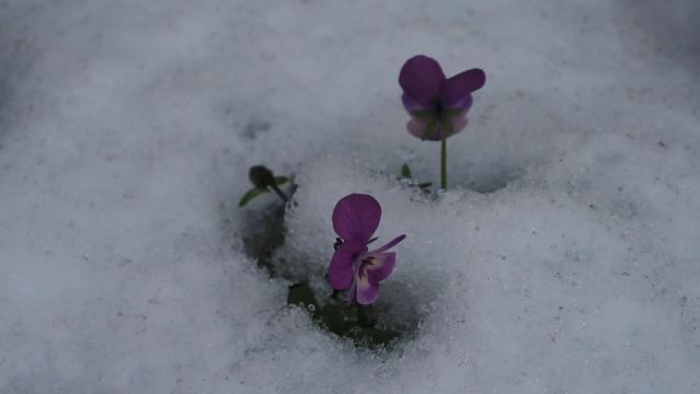 2 Stiefmütterchenblüten gucken durch Schneedecke
