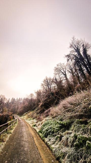 Ein einsamer Wanderweg unterhalb eines bewaldeten Hanges, beides von leichtem Frost überzogen.