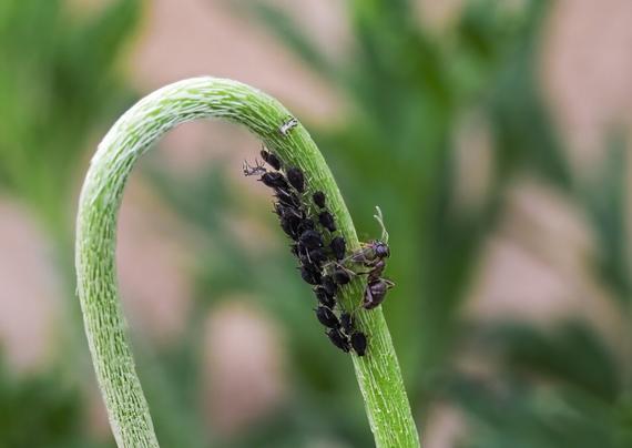 A stunning macro photograph captures the delicate interaction between ants and aphids on a curved green plant stem. The image shows a colony of small black aphids clustered along the stem, while several ants tend to them in a fascinating display of natural symbiosis. The plant stem creates an elegant curved line through the frame, its bright green color contrasting beautifully with the dark insects. The texture of the stem is clearly visible, showing fine striations along its surface. The background is softly blurred in shades of green and beige, creating a pleasing bokeh effect that doesn't distract from the main subject. The composition follows the natural curve of the stem, leading the viewer's eye through the image. The macro lens has captured exceptional detail, revealing the intricate features of both the ants and aphids in sharp focus.