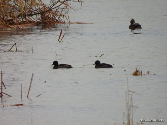 Two female tufted ducks swimming across the picture, and a female mallard swimming away