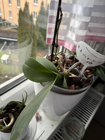 A Phalenopsis ochrid with two normal and two short clipped leaves, currently sprouting a new flower spike.