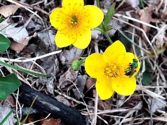 A small bee with a lovely shiny green exoskeleton is perched on one of two five-petaled bright yellow flowers.