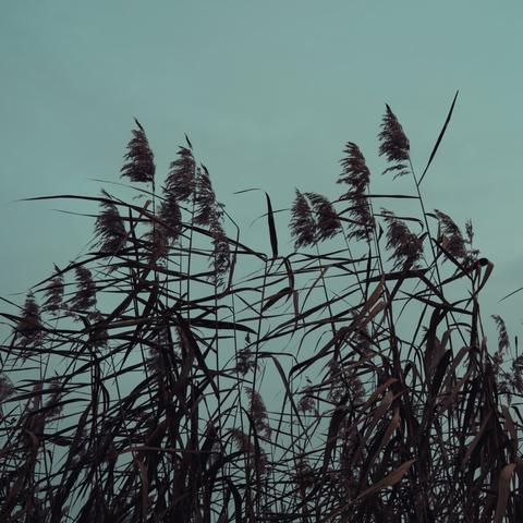 Silhouetted reeds swaying against a muted teal sky, creating a striking contrast with their intricate textures and delicate movements. The scene exudes a calm and moody atmosphere, highlighting the beauty of nature's simplicity.