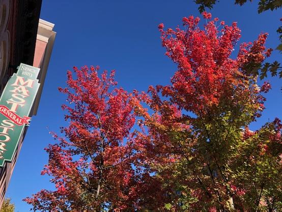 Vibrant autumn foliage with bright red and orange leaves against a clear blue sky, next to a sign for a general store.