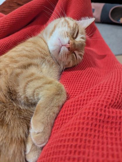 Eine Orange Katze die friedlich auf dem Rücken Schläft auf einem Roten Tuch
