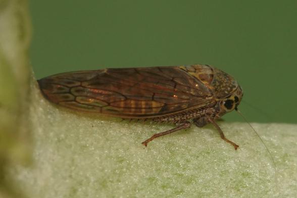 A brown insect with an oval shape, resembling a cicada. The wings are folded back along the body and transparent, showing the abdomen, which has light and dark brown stripes circling it.