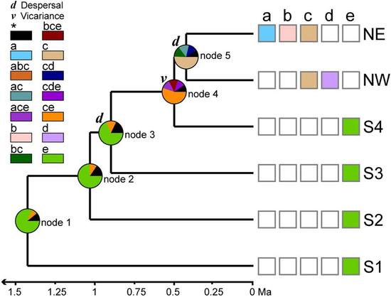 These clade diagrams illustrate that C. obtusa originated from the Minshan Mountains, and currently consists of six genetically fragmented lineages that diverged 1.25–0.52 Ma. Four minor lineages (S1−S4) are confined to the topographically rugged Minshan Mountains, and two major lineages (NW and NE) are widely distributed in the northern MCC with relatively homogeneous landscapes.