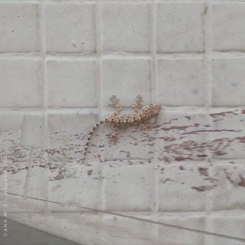 Salamandra o geko gris con pintas marrones sobre baldosas cuadras fusionado con fondo nevado gris y motas marrones.