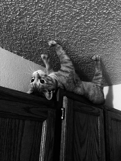 cat walking upside-down on ceiling