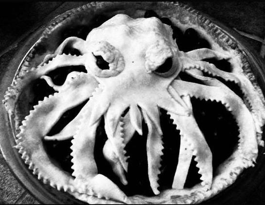 chthonic pie