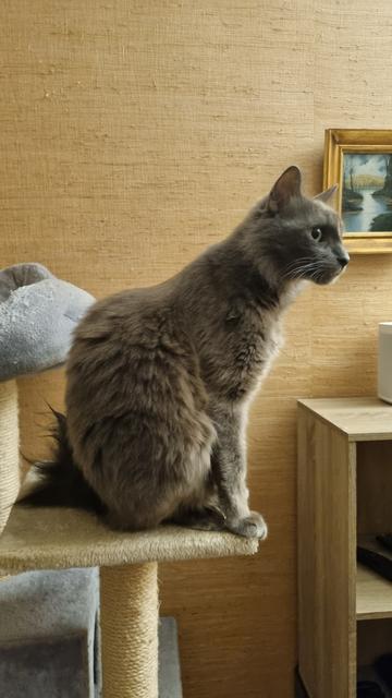 A grey cat sitting, looking at something off camera, in a beige living room.