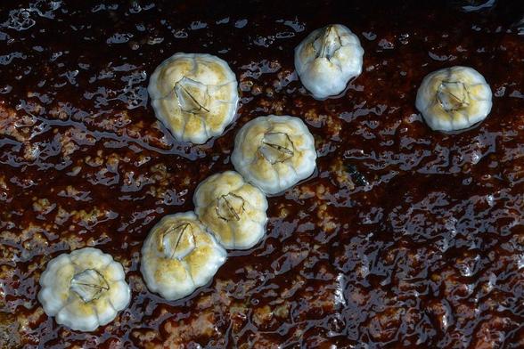 A photo of seven barnacles on red wet stone.